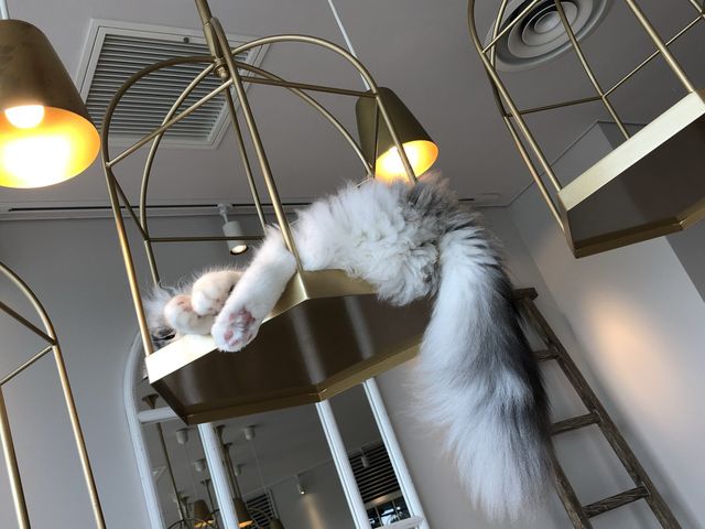 猫カフェMOCHA @原宿🐈