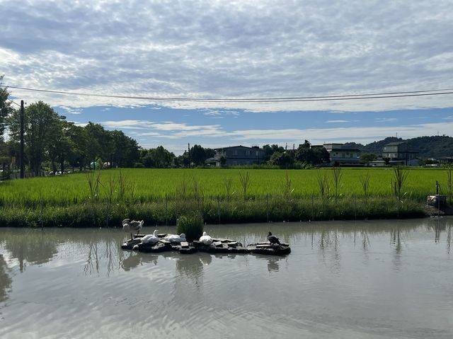 張美阿嬤農場，充滿童趣的景點，還可以看到水豚君在泡澡
