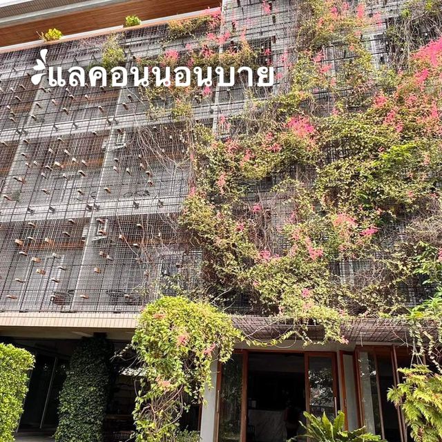 แลคอน นอนบาย เกินราคา