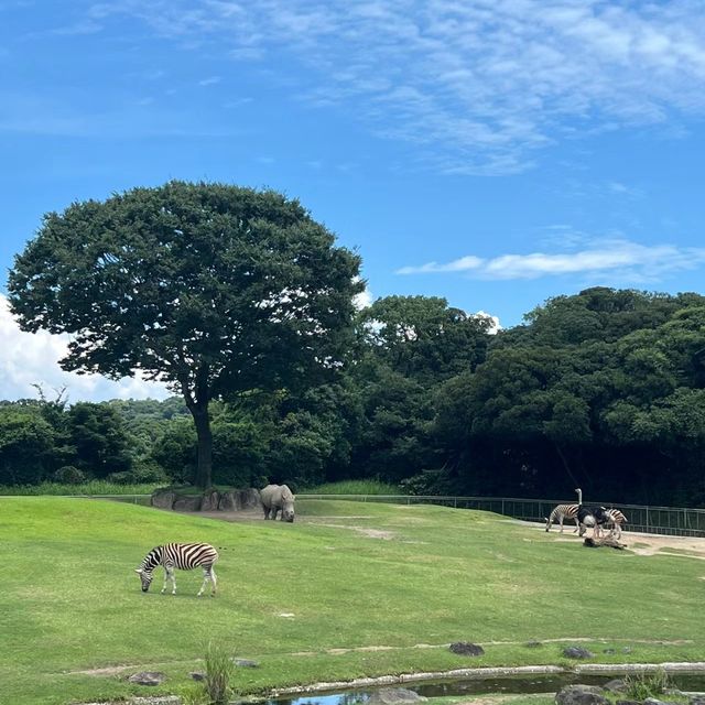 🦁🍽️👶仿如到了非洲 @ 平川動物公園🦁🍽️👶