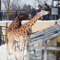 🐧❄️🎪旭山動物園～企鵝天堂🌟😄