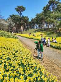이제 곧 만개할 수선화천국💛서산 유기방가옥