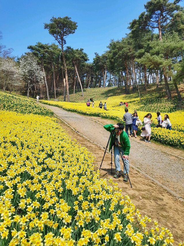 이제 곧 만개할 수선화천국💛서산 유기방가옥
