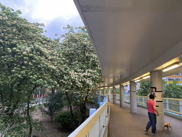 魚木樹花海