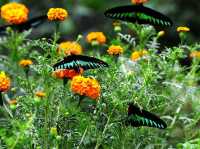 Experience to the Butterfly Farm