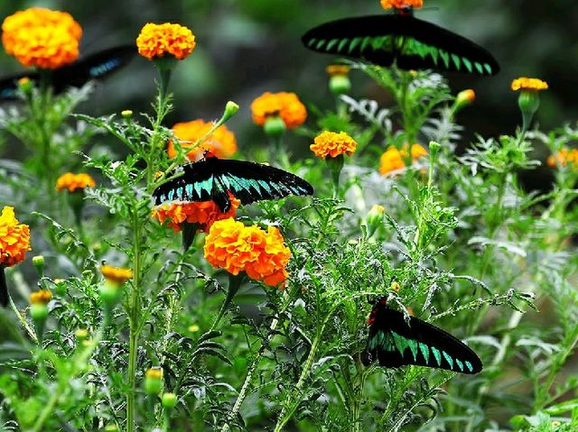 Experience to the Butterfly Farm
