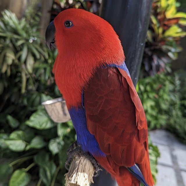 Bali Bird Park