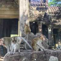 ANGKOR WAT CAMBODIA🇰🇭