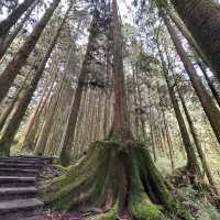 阿里山 - 享受森林浴、淨化心靈