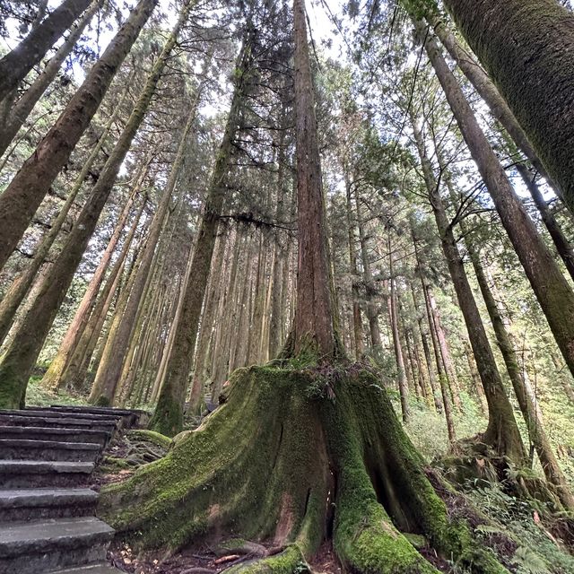 阿里山 - 享受森林浴、淨化心靈