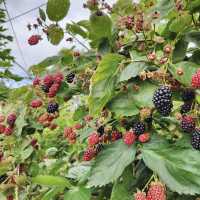 Rocky Creek Strawberry Farm