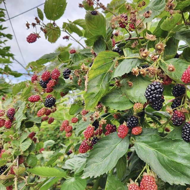 Rocky Creek Strawberry Farm