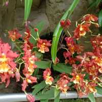 Singapore National Orchid Garden @ Botanics