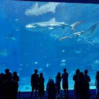 如果沒來過美麗海水族館就等於沒來過沖繩