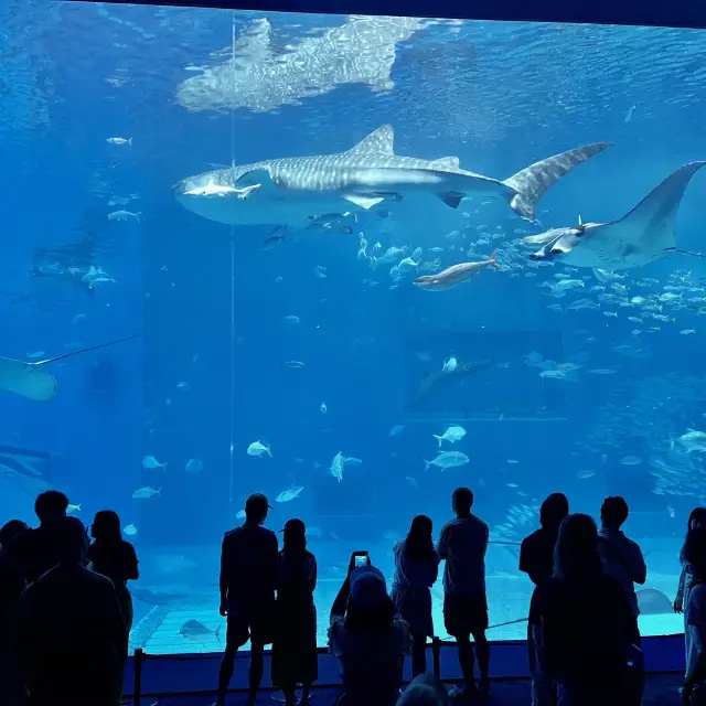 如果沒來過美麗海水族館就等於沒來過沖繩