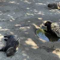 動物天堂！探索頑皮世界野生動物園的奇妙之旅！🐾🌿🦁