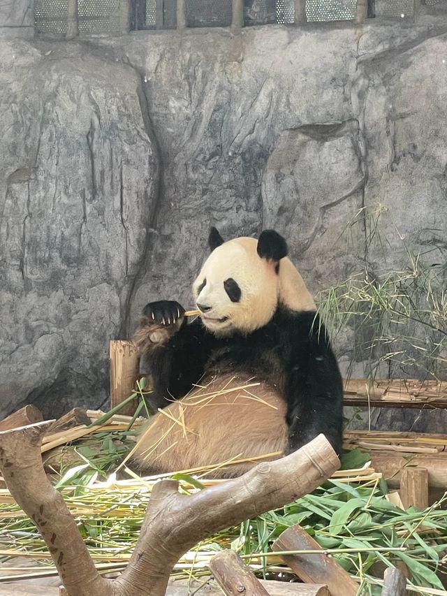 🇨🇳深圳｜親子遊x 深圳野生動物園🌟