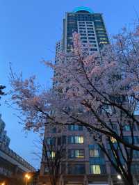 밤에도 벚꽃명소! •뚝섬 한강공원•🌸✨