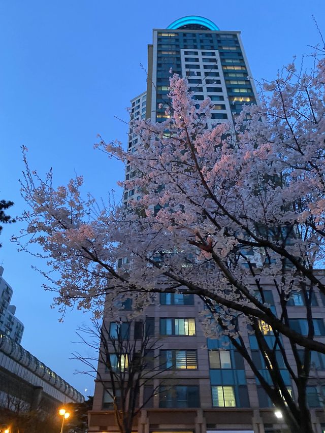 밤에도 벚꽃명소! •뚝섬 한강공원•🌸✨
