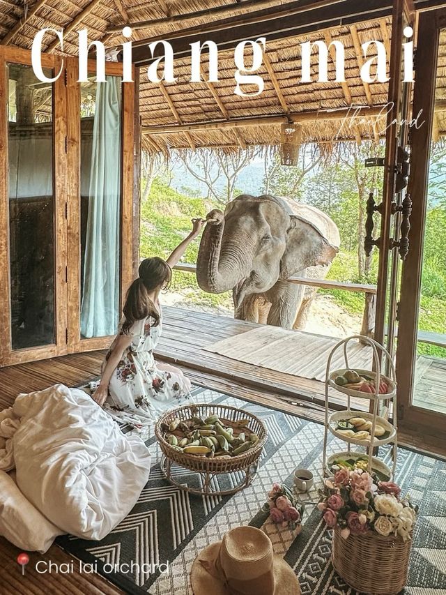【タイ】象さんがお部屋までモーニングコールに来てくれるお宿🐘💘