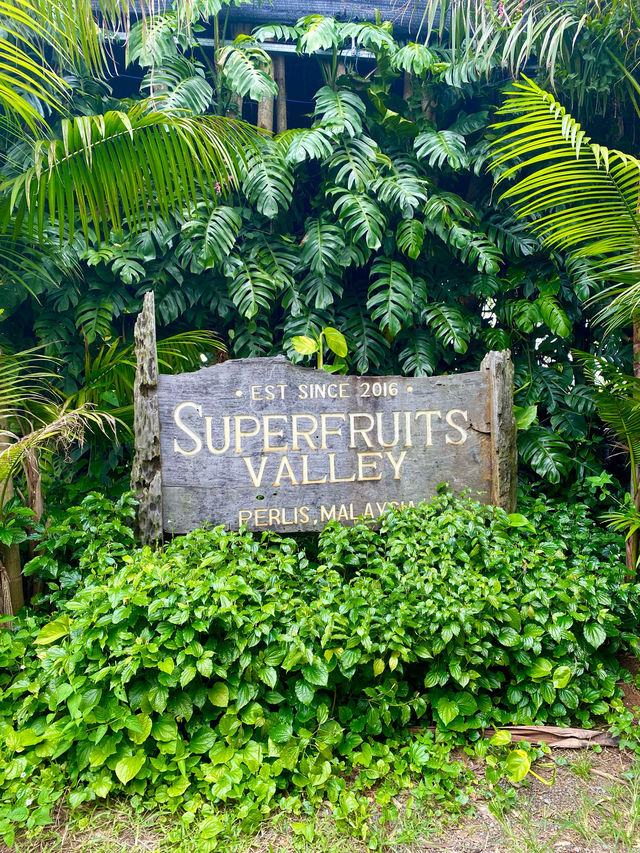 The Largest Superfruit Farm in Malaysia!