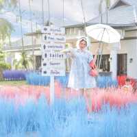 Memory House Cafe ทุ่งหญ้าหลากสี