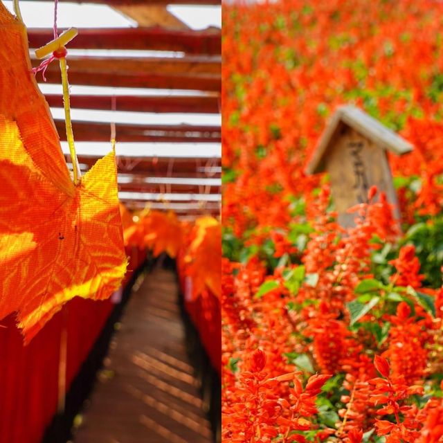 สวนดอกไม้ ป้างฮวา&สวนส้ม 🍊🍊🍊