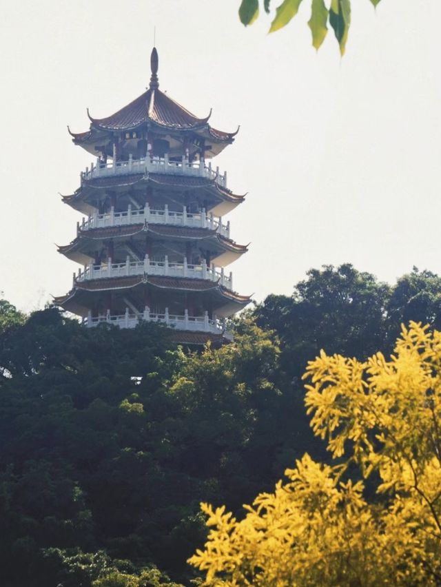 湖光山色，中山龍山公園的自然之旅