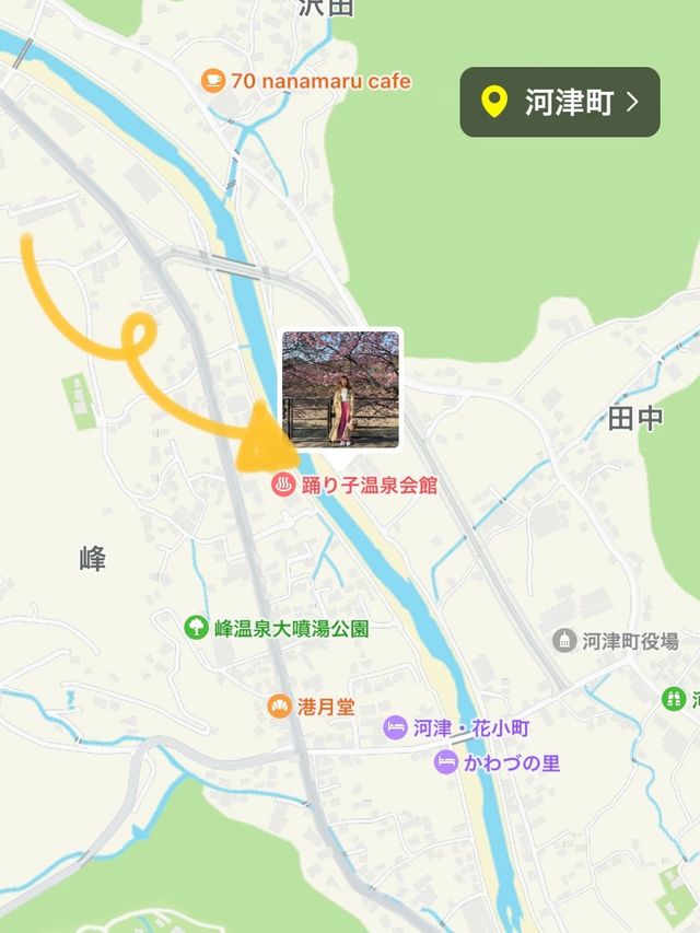 静岡　河津町の河津桜　『MAP付き　』