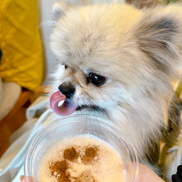 🇰🇷양양 죽도해변 오션뷰 마할로카페, 애견동반시 멍푸치노 무료!🐾☕️