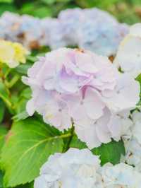 🌼제주는 지금 유채꽃이 아름답게 흩날리는 중 [제주, 휴애리자연생활공원]🌿