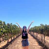 퍼스의 수제 와인을 맛보고 싶다면 Olive farm wines