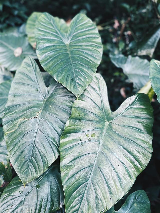 💦 น้ำตกโกรกอีดก 🍃 สายลุยต้องลอง 💪🏻 