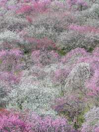  【三重】一度は見たい春の絶景！展望台から見渡せる梅🌸 