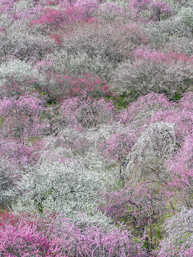  【三重】一度は見たい春の絶景！展望台から見渡せる梅🌸 