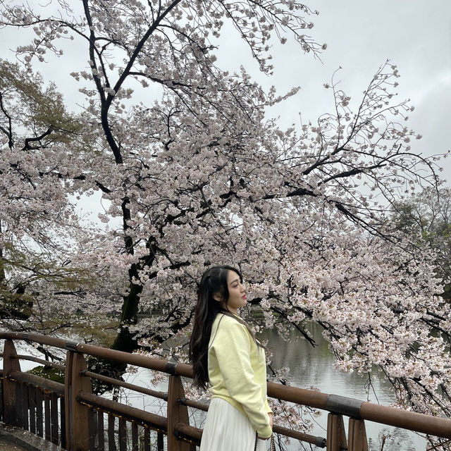 Rainy Cherry Blossom in Inokashira park