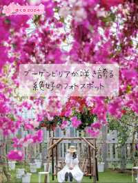 ブーゲンビリアが咲き誇る絶好のフォトスポット🌺✨