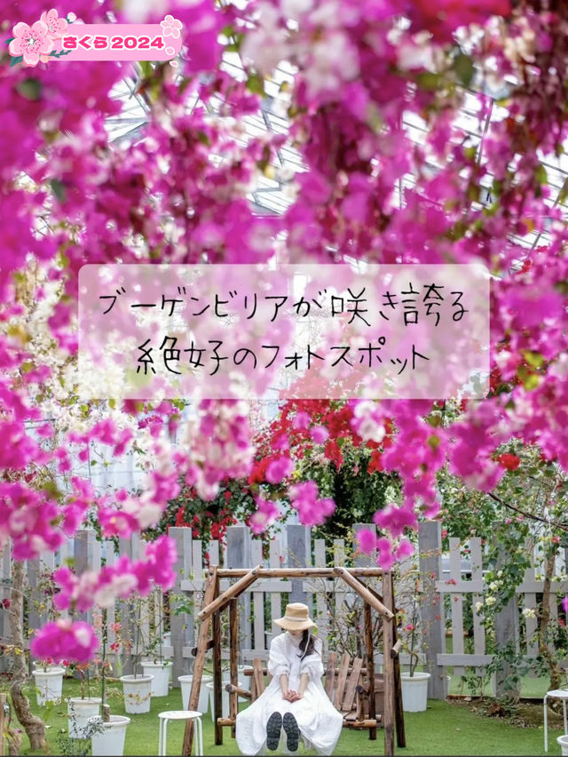 ブーゲンビリアが咲き誇る絶好のフォトスポット🌺✨
