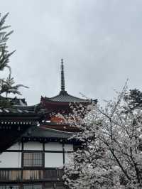 บานแล้ว ซากุระ ที่วัดน้ำใส Kiyomizu Dera เกียวโต