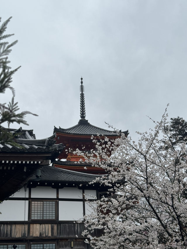 บานแล้ว ซากุระ ที่วัดน้ำใส Kiyomizu Dera เกียวโต