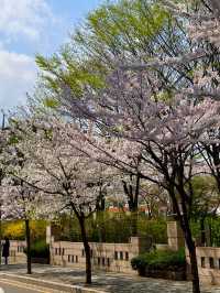 🌸 핑크빛으로 물들여진 양재천 🌸 벚꽃놀이 최애 스팟을 소개해요!