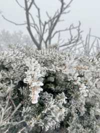 말그대로 겨울왕국❄️ 덕유산 눈꽃여행