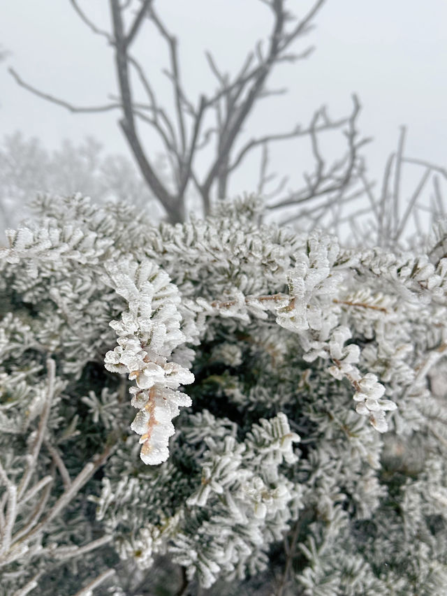 말그대로 겨울왕국❄️ 덕유산 눈꽃여행