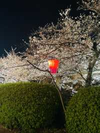 【大阪府】夜桜が美しい大阪城西の丸庭園