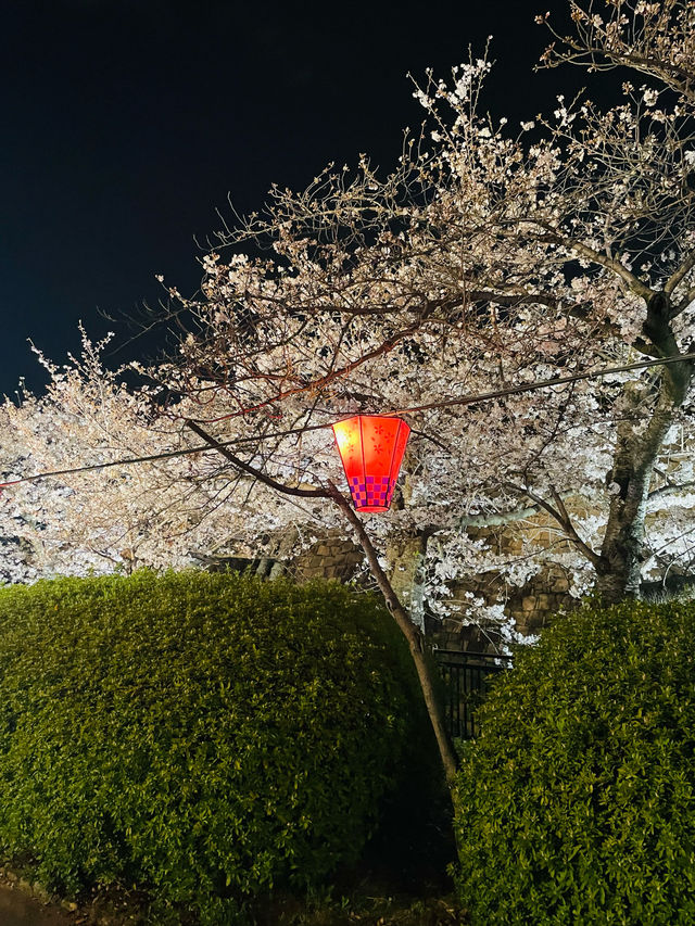 【大阪府】夜桜が美しい大阪城西の丸庭園