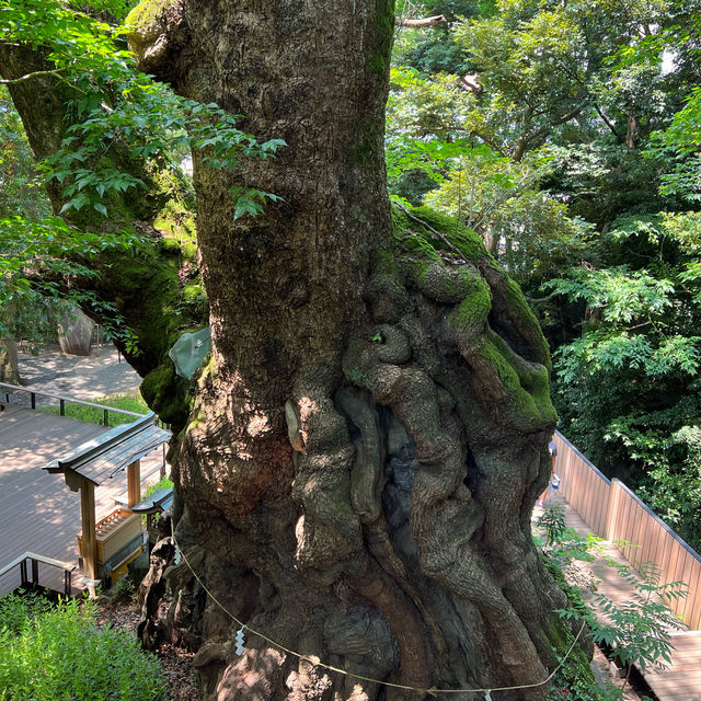 樹齢二千年の大楠パワースポット