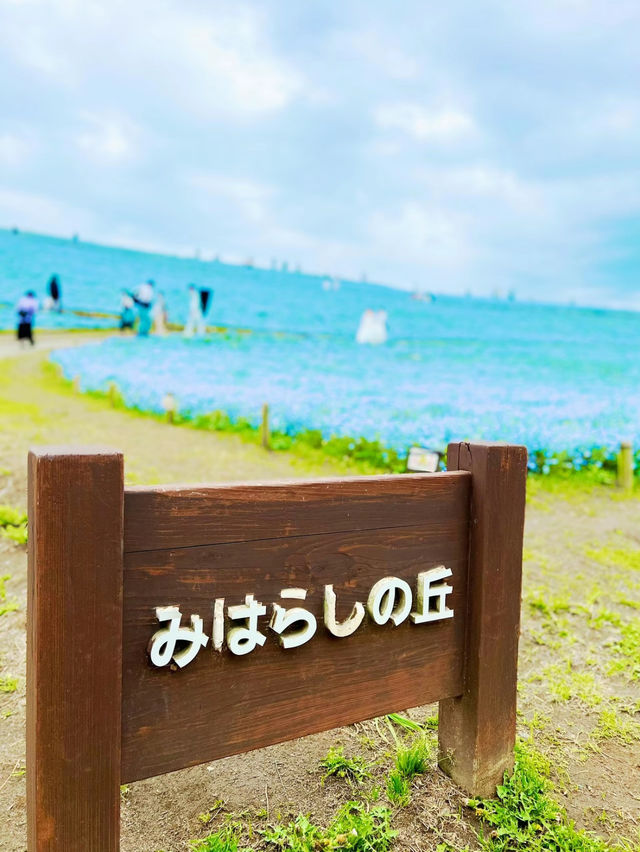 【茨城】まるでブルーの絨毯💙GWは絶景ネモフィラ畑を見に行こう🩵