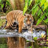 Wild Adventures Await: Melbourne Zoo 🇦🇺