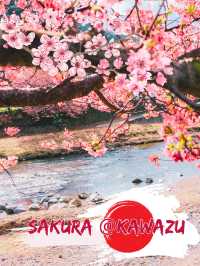 🌸Sakura🌸 @Kawazu