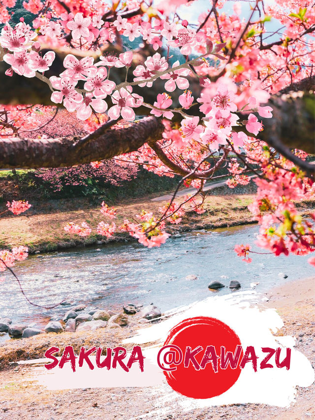 🌸Sakura🌸 @Kawazu